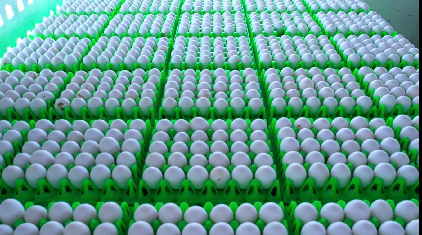 Rasi Foods Egg Exporter and Producer in Namakkal - Namakkal Ads